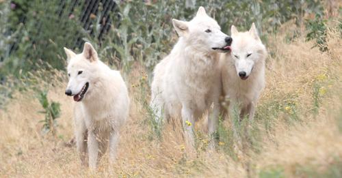 E billet ado de 11 a 17 ans parc animalier de casteil saison 2026