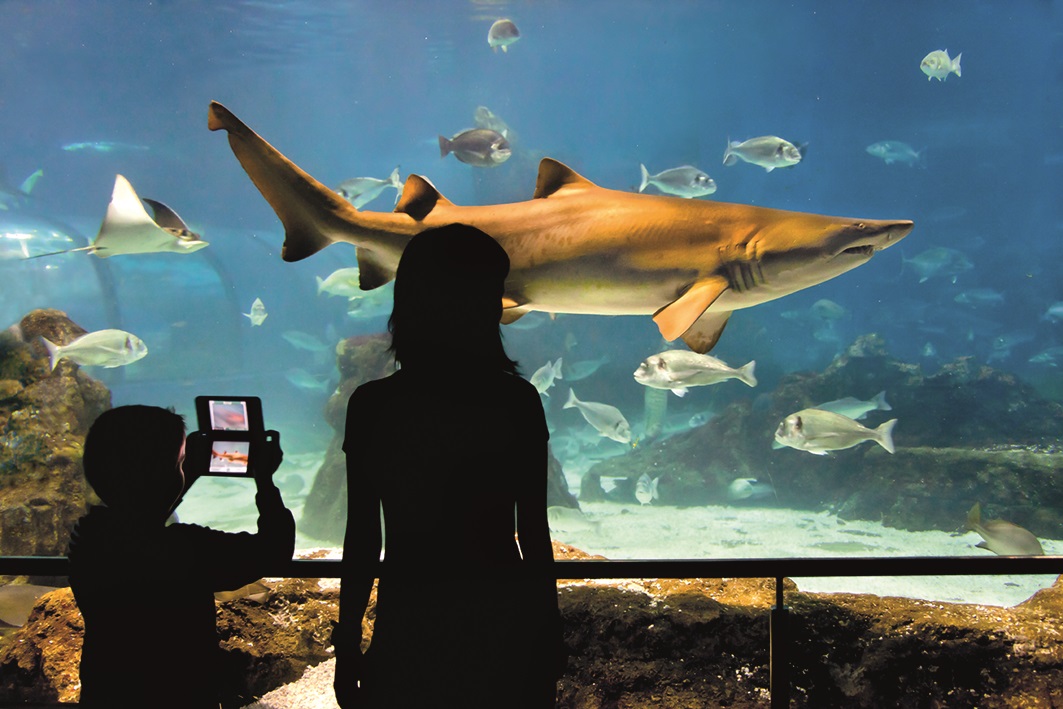 E billet enfant aquarium de barcelone de 5 a 10 ans 01 04 2027