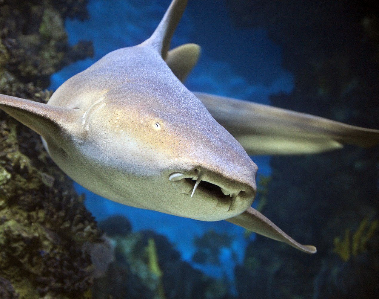 E billet adulte aquarium de barcelone a partir de 11 ans 01 04 2027