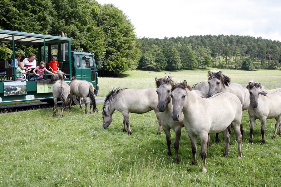Domaine des grottes de han e billet adulte 11 11 2026