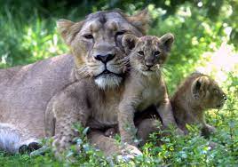 E billet enfant parc zoologique et botanique de mulhouse valable basse et haute saison 26 02 2027