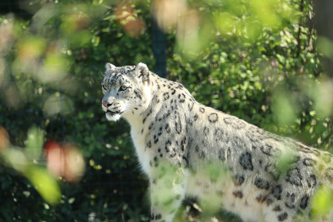 E billet zooparc de beauval adulte 2 jours validite jusqu au 14 01 2028