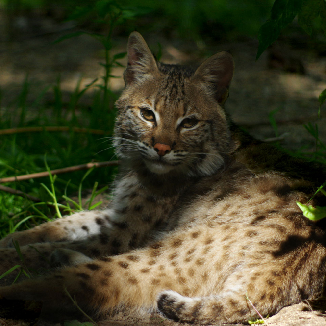 Spaycific zoo e billet enfant 3 12 ans inclus validite 01 11 2027