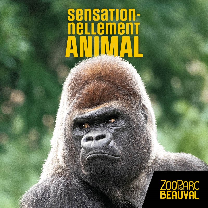 E billet zooparc de beauval enfant 1 jour validite jusqu au 14 01 2028