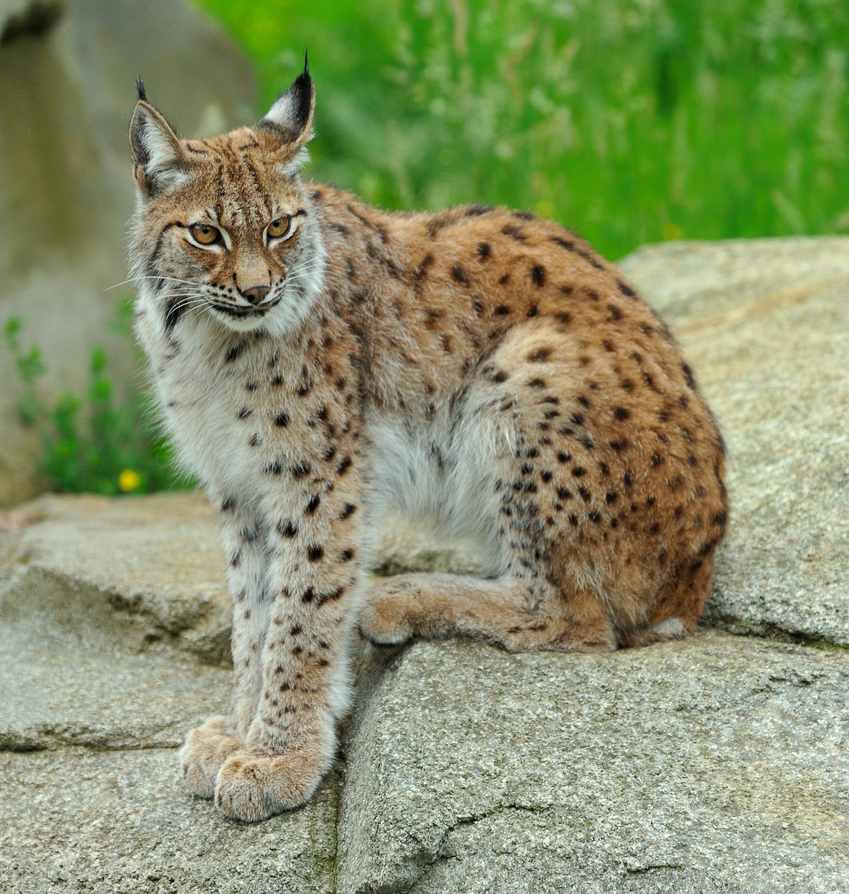 E billet adulte zoo de paris validite 29 04 2028