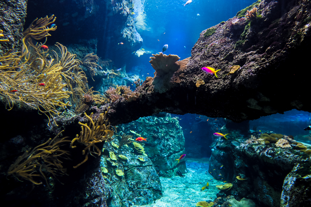 E billet jeune aquarium de biarritz validite 17 03 2027
