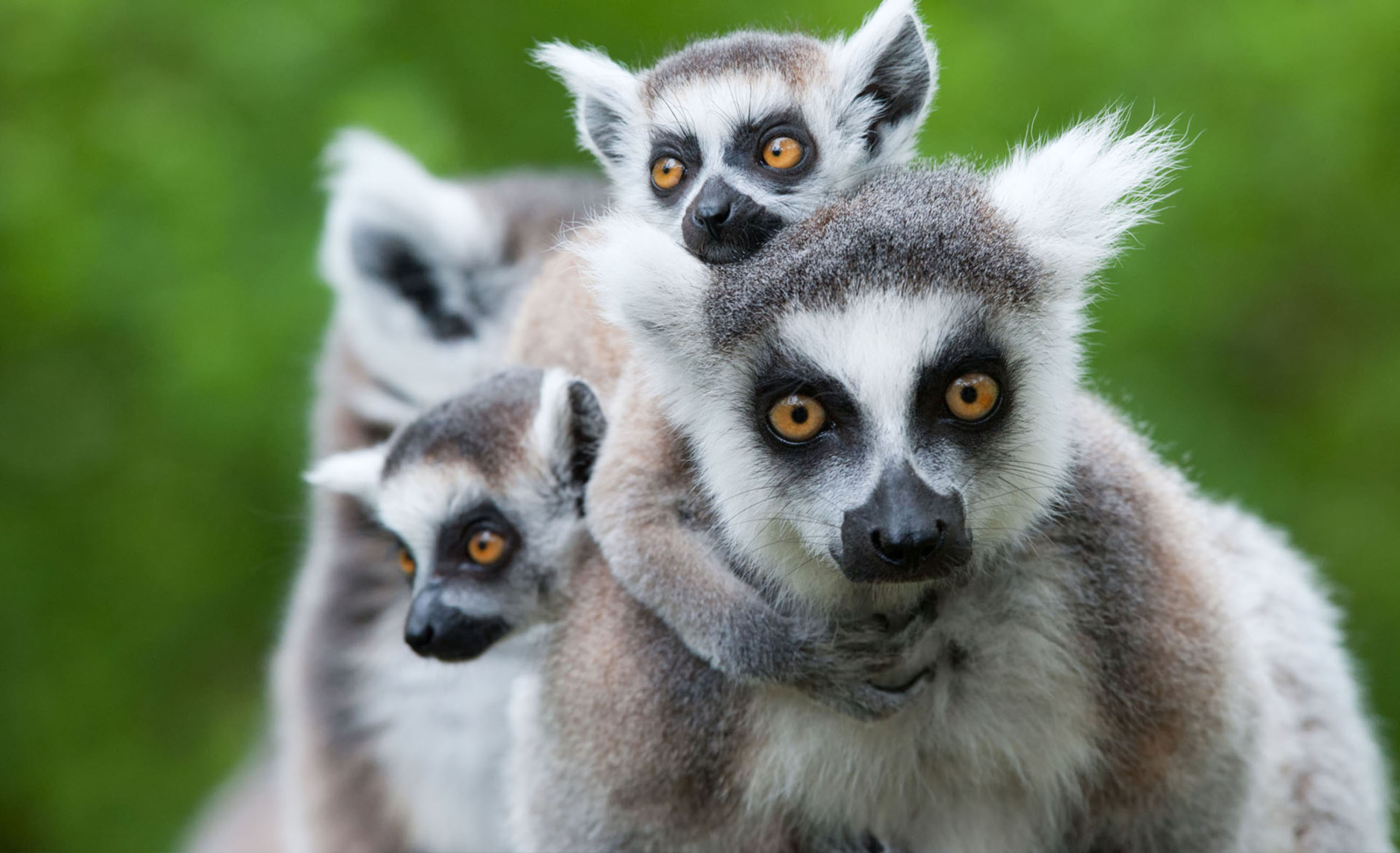 E billet parc de l auxois adulte validite 11 11 2026