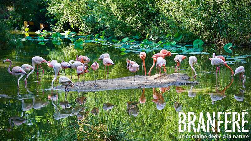 E billet jour enfant haute saison parc animalier de branfere validite 11 11 2027
