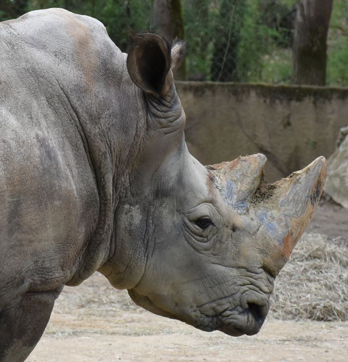 E billet enfant african safari zoo 31 valable jusqu au 21 07 2028