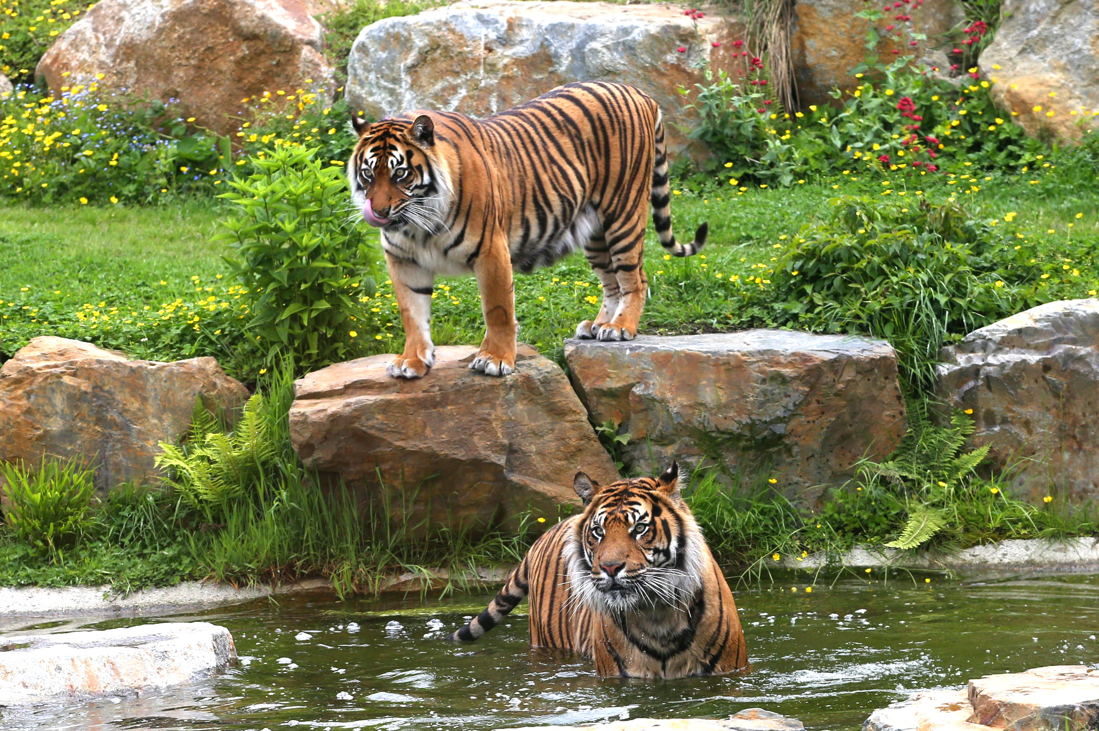 E billet adulte zoo de champrepus validite 11 11 2027