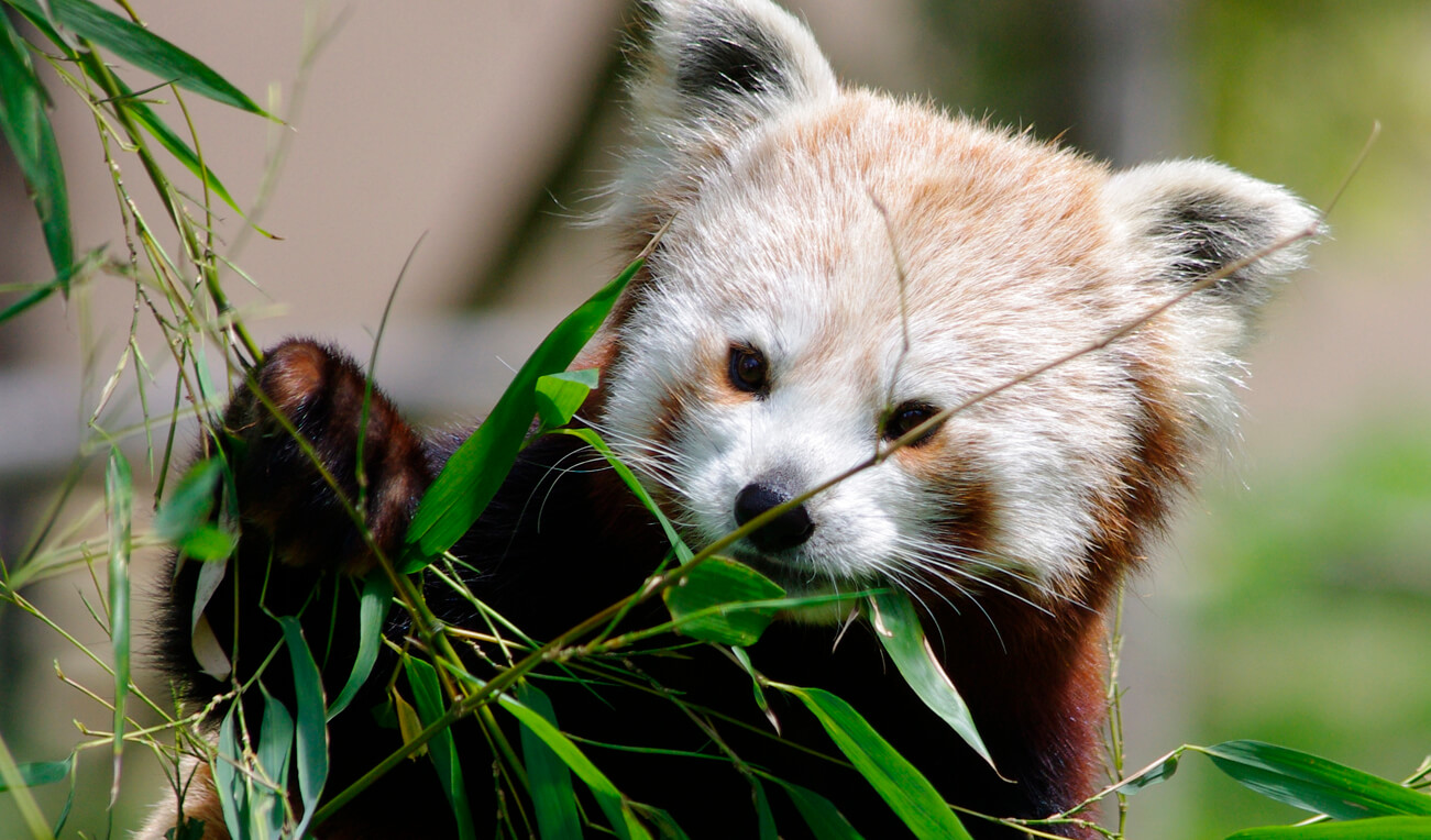 E billet enfant de 3 a 11 ans biotropica validite 05 08 2027