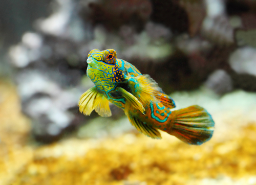 E billet adulte musee oceanographique aquarium de monaco validite 11 02 2027